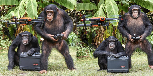 A Guide to Drones in Chimpanzee Behavior Observation