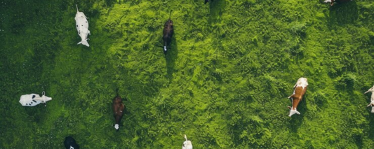 How to Use Drones for Efficient Wildlife Management