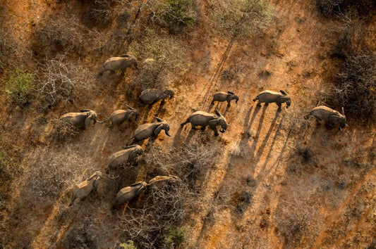 Aerial Photography in Elephant Conservation