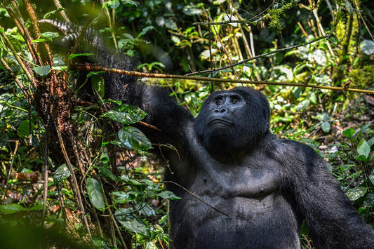 A Guide to Drones in Gorilla Habituation