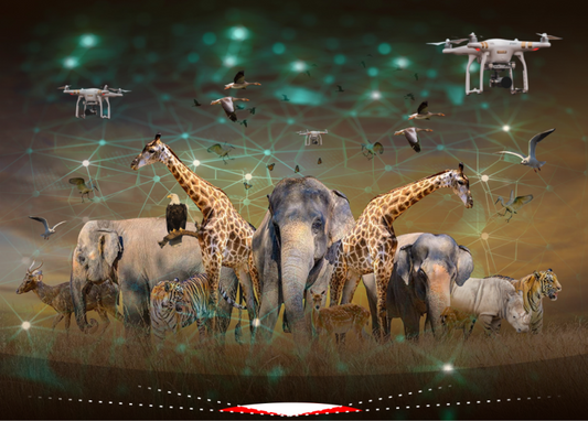 AI-Powered Drones in Wildlife Conservation