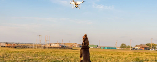 The Best Practices for Flying Drones Near Animals