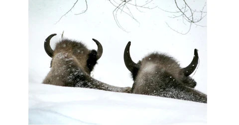 The Benefits of Drones in Bison Population Monitoring