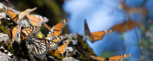 A Guide to Drones in Butterfly Migration Studies