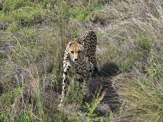 Advancements in Drone-Based Cheetah Tracking