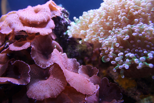 Photographing Coral Reefs with Drones: Conservation Efforts