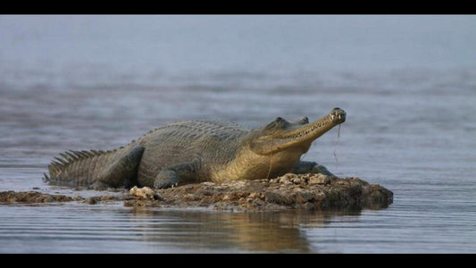 Drones in Crocodile Nesting Site Monitoring