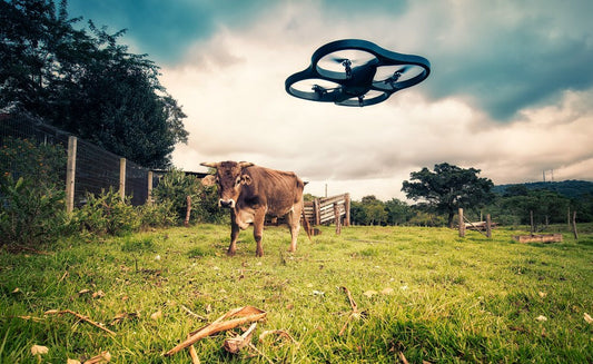 Drones in Wildlife Disease Surveillance