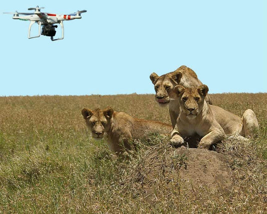Photographing Wildlife with Drones: Tips for Success