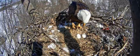 Using Drones for Bald Eagle Nest Surveys