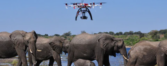 Drones in Elephant Behavior Observation