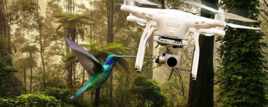 Drones in Conservation: Protecting Endangered Species