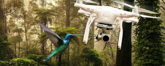 The Role of Drones in Protecting Endangered Species