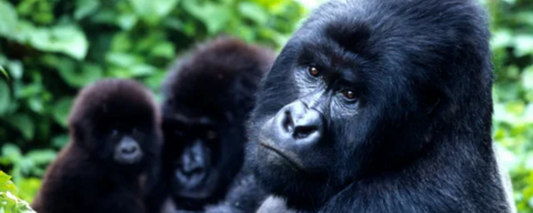 Aerial Photography in Gorilla Conservation Efforts