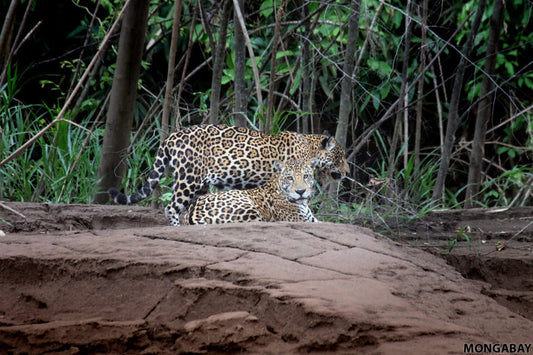 The Benefits of Drones in Jaguar Conservation