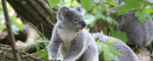 Aerial Photography in Koala Population Studies