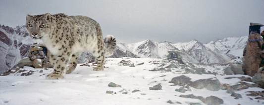 Using Drones for Snow Leopard Population Surveys