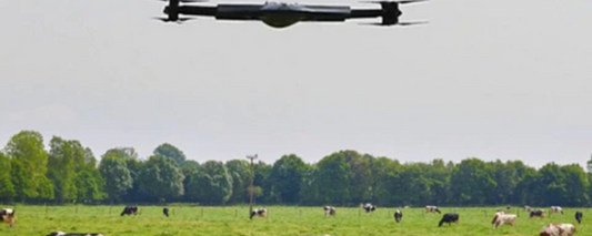 Drone-Based Livestock Monitoring