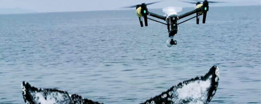 How Drones are Aiding in Coastal and Marine Conservation Efforts