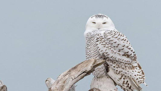 Drones in Snowy Owl Research: Tracking Migration