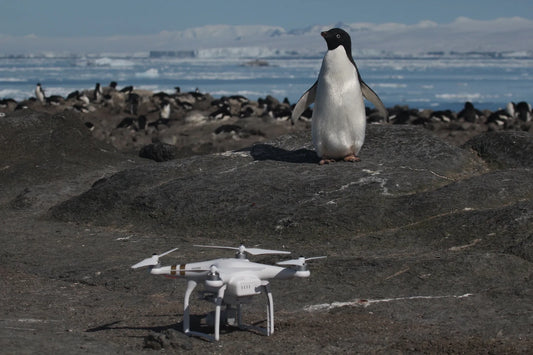 Using Drones for Penguin Population Monitoring