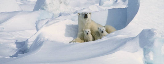 Aerial Photography in Polar Bear Population Studies