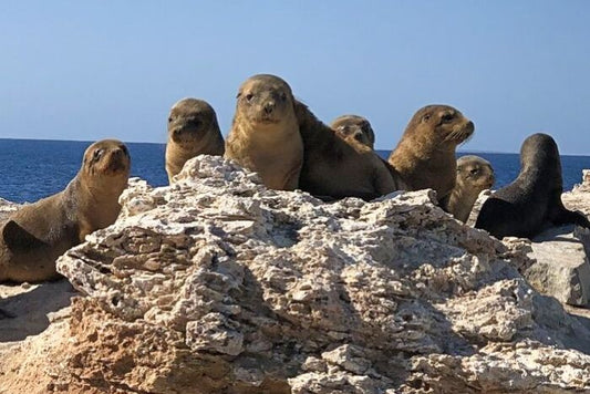 Advancements in Drone-Based Sea Lion Tracking