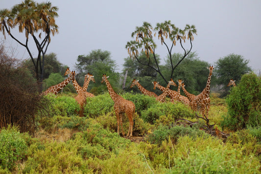 The Role of Drones in Giraffe Conservation