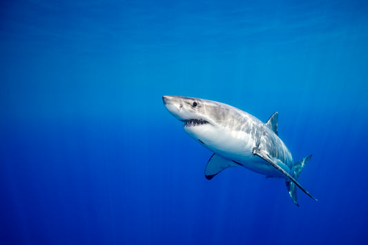 Advancements in Drone-Based Shark Tracking