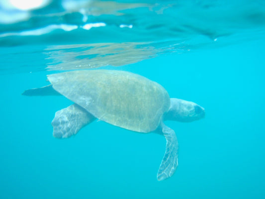 Drones in Sea Turtle Nesting Surveys