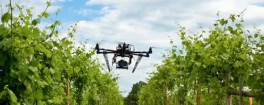 The Role of Drones in Precision Viticulture