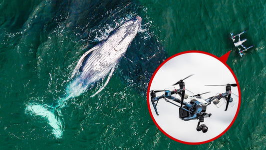 The Role of Drones in Whale Behavior Studies