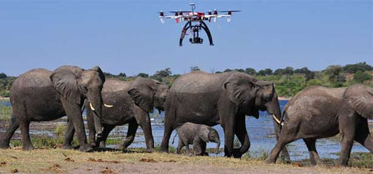 Wildlife Photography with Drones: Tips and Ethics